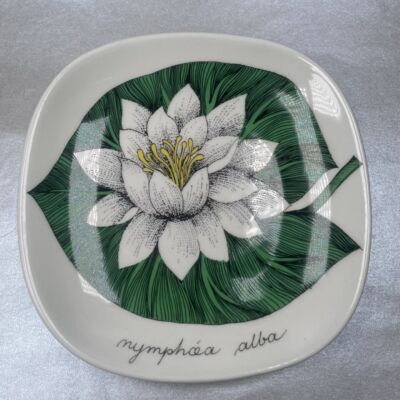 Arabia Botanica Nymphaea alba